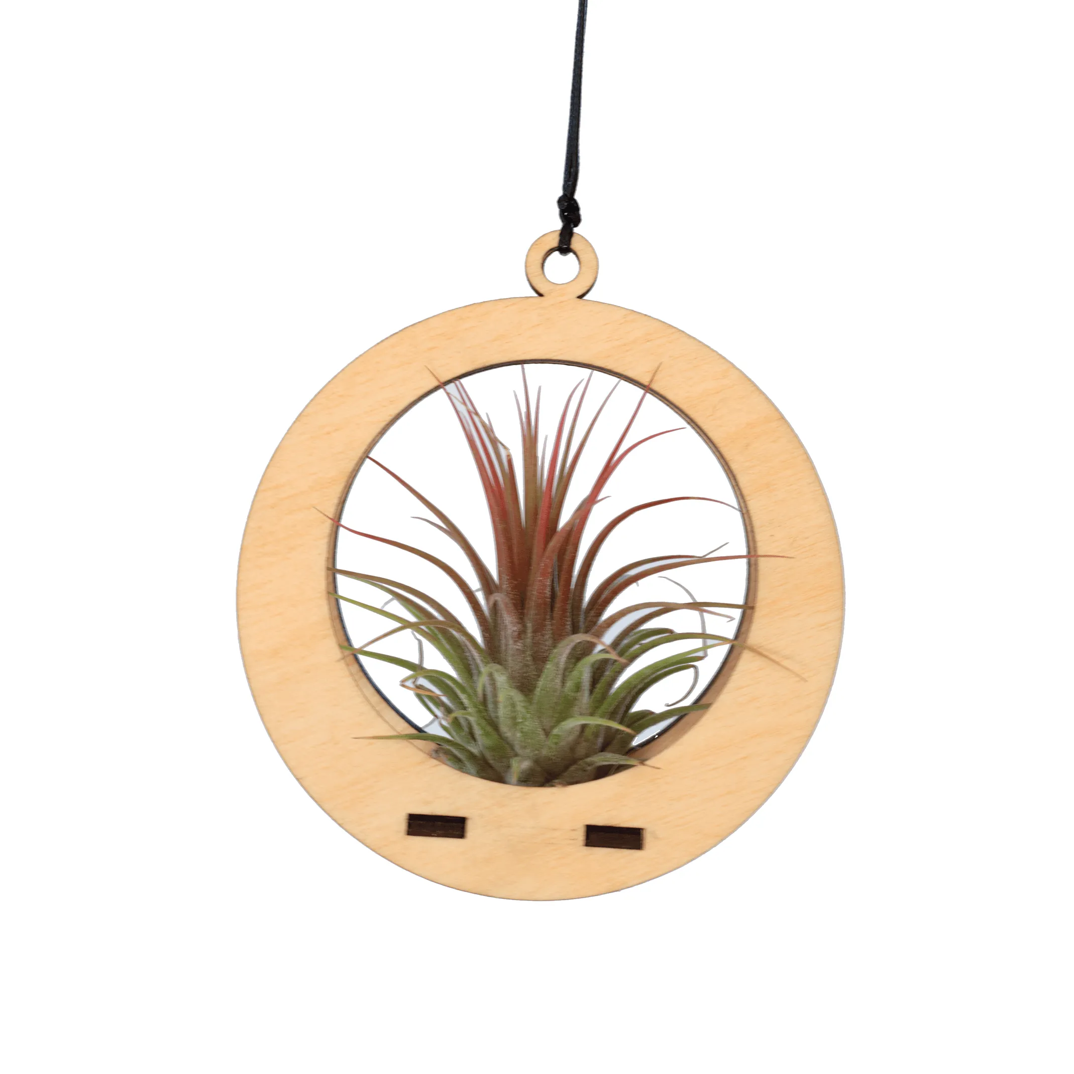 Air Plant Hanger - Mini Circle Maple