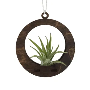 Air Plant Hanger - Mini Circle Walnut