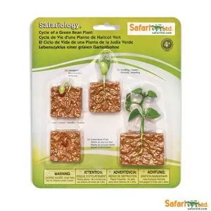 Safari Ltd Safariology Life Cycle Of A Green Bean Plant